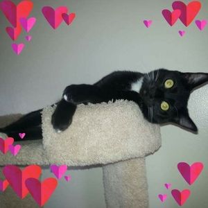 Meet your Posher, Susan